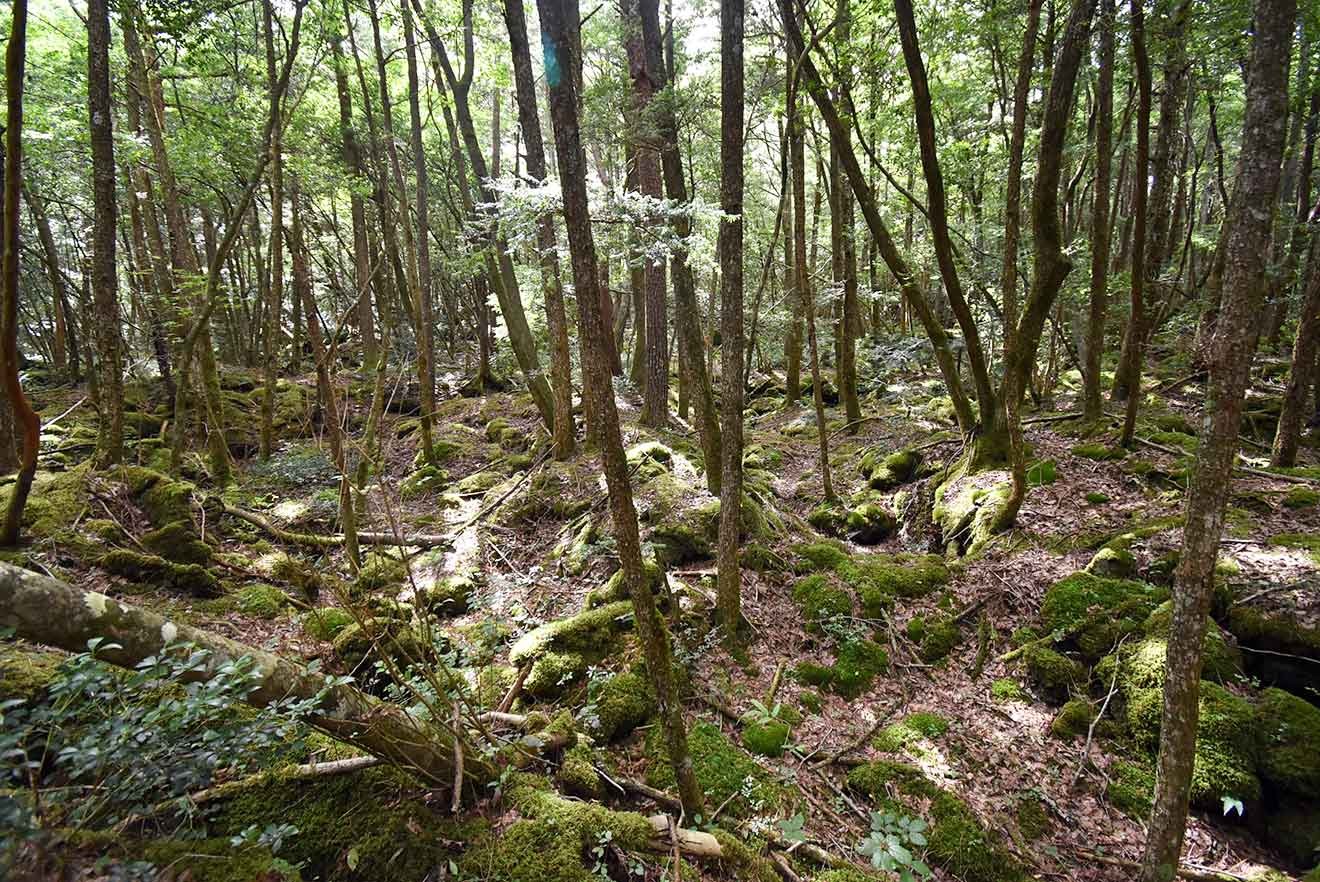青木ケ原樹海の内部