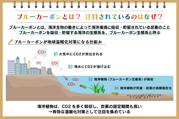 ブルーカーボンとは？　温暖化対策になる仕組みや現状、事例を紹介
