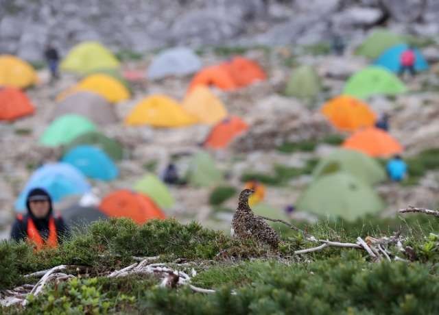 山頂付近を歩くライチョウの母親。奥は登山客でにぎわうテント場