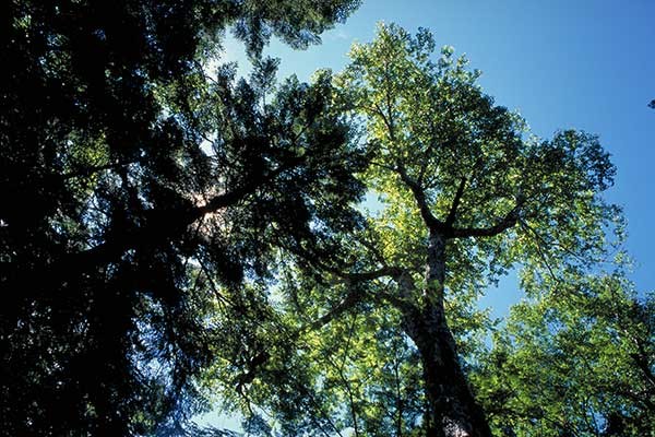 Living Planet Reportが示す生物多様性の今 WWFと考える~SDGsの実践~【11】:朝日新聞SDGs ACTION! Living Planet Reportが示す生物多様性の今 WWFと考える~SDGsの実践~【11】:朝日新聞SDGs ACTION!